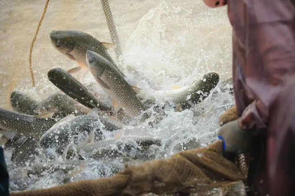 17.jpg 草鱼养殖.jpg